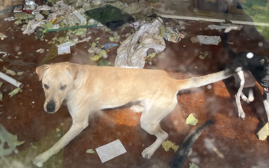 The dogs were eventually removed from the Buckland's Beach house by police and later euthanised.