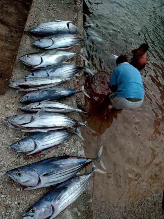 Tokelau, once they ate mostly fish – now it's sugar.