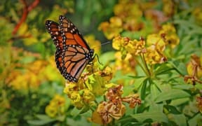 Monarch butterfly in Robin Simenauer's garden