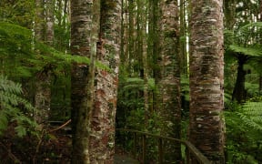 Prolific healthy kauri at Parry Kauri Park on the outskirts of Warkworth