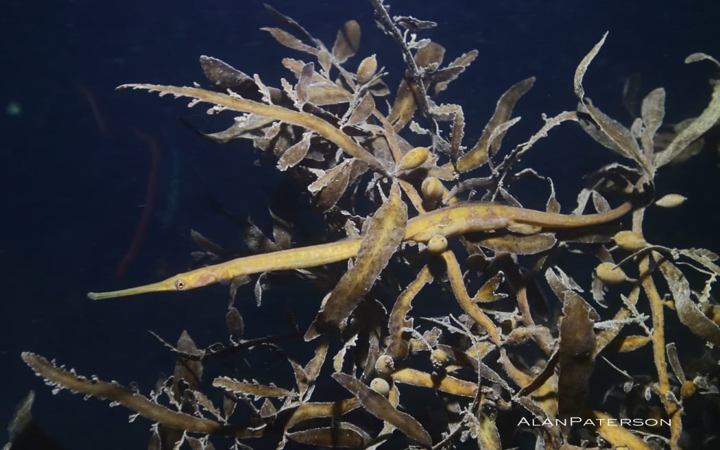 Long-snouted pipefish