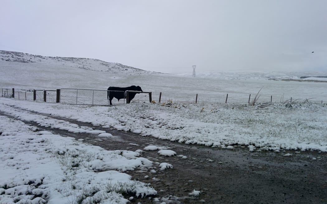 A bull in snow at Wedderburn.