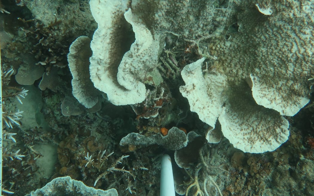 Bleached corals in Palau.