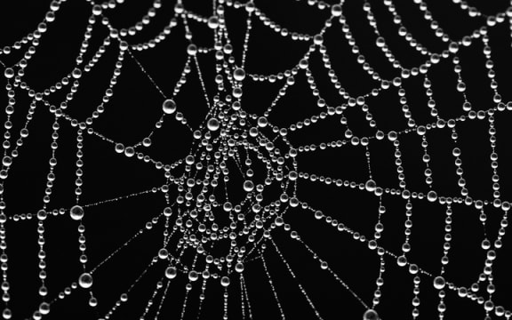 Spider web with morning dew.