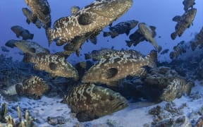 Spawning Kawaka (grouper) in Fiji.