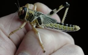 locust