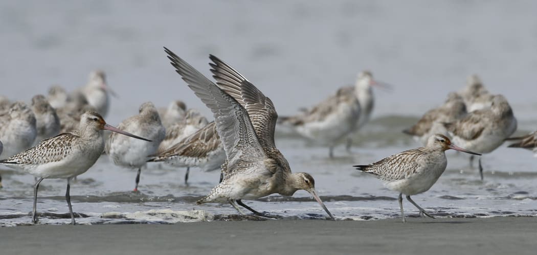 Exhausted juvenile godwit's newly arrived on Foxton Beach.