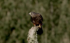 The NZ Falcon - Karearea
