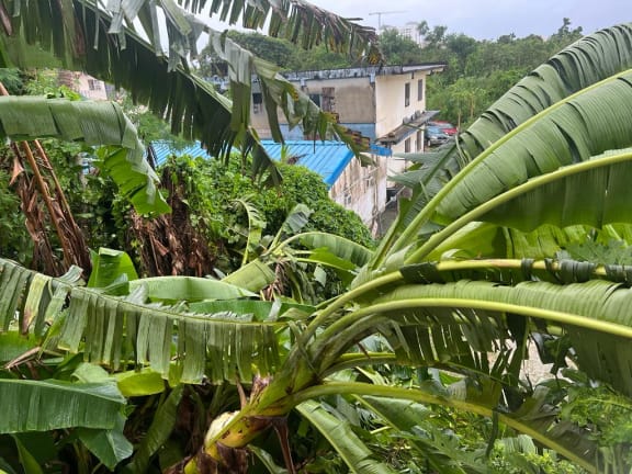 RNZ's CMNI correspondent Mark Rabago says Bolaven was a "banana typhoon" in Saipan.