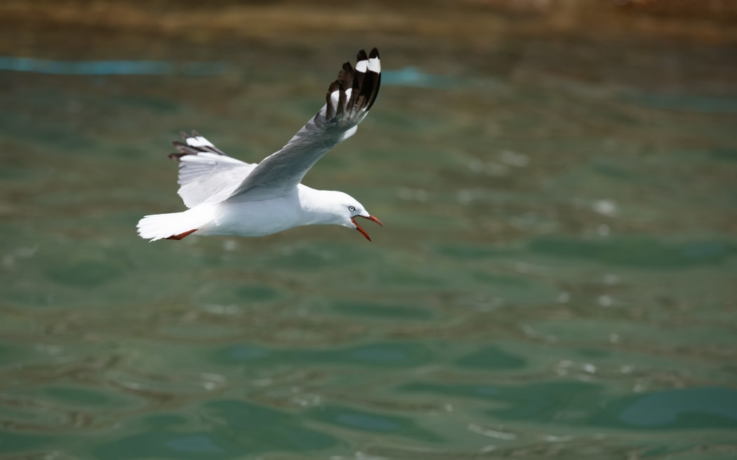 The America's Cup has forced a colony of threatened red-billed seagulls to find a new home