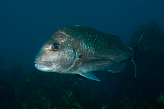Inside fully protected marine reserves snapper can grow very large - and large snapper are very efficient predators of sea urchins.
