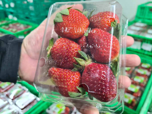 A punnet of New Zealand grown strawberries.