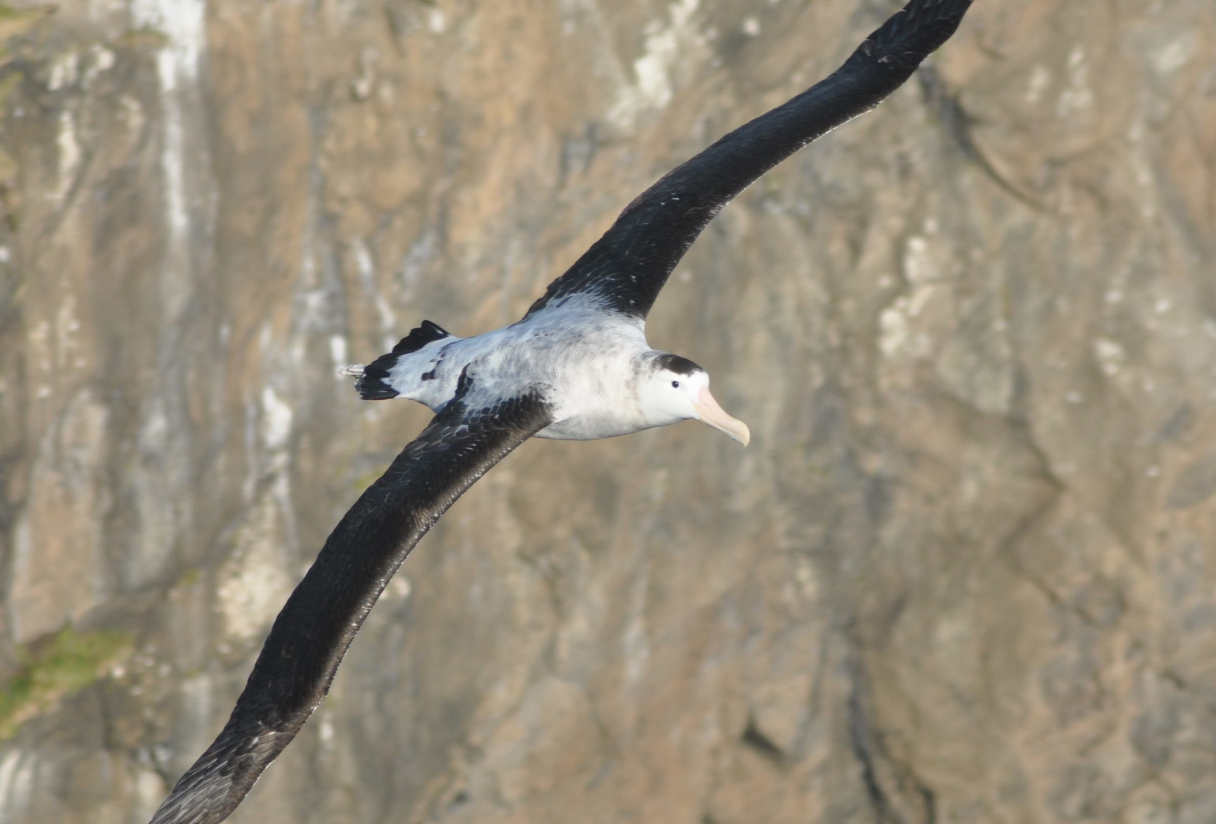 A male Antipodean wandering albatross soars through the sky.