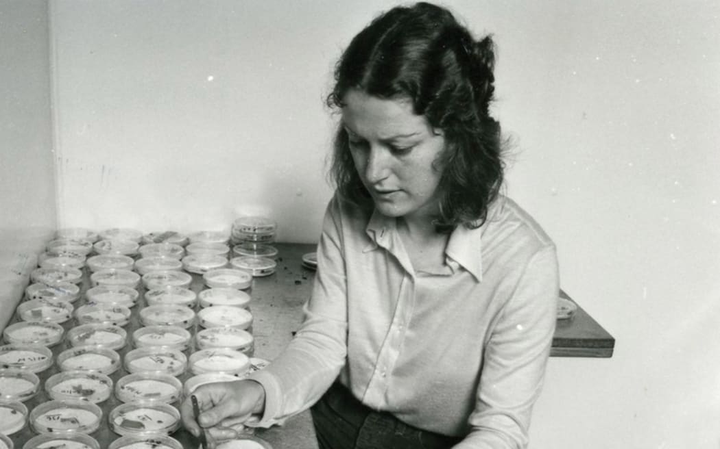 A woman in a button-up shirt holds tweezers as she sits at a table covered in tens of petri dishes used for rearing Australian ladybirds (Cleobora mellya).