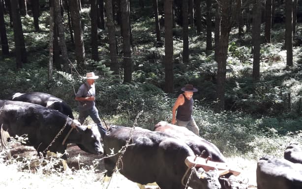 Country Life: Camp ovens, bullockies and other tales from the bush | RNZ