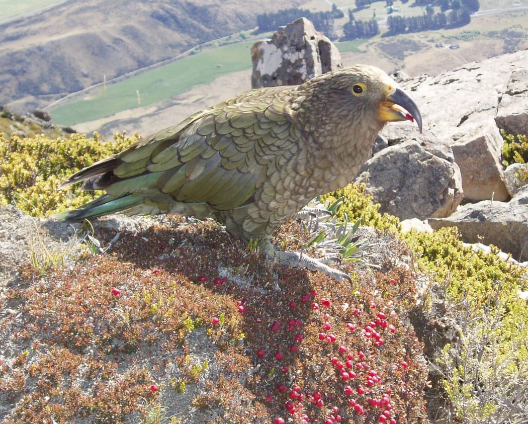 Kea eat a wide range of fruits and seeds, and are very important seed dispensers as they travel long distances.