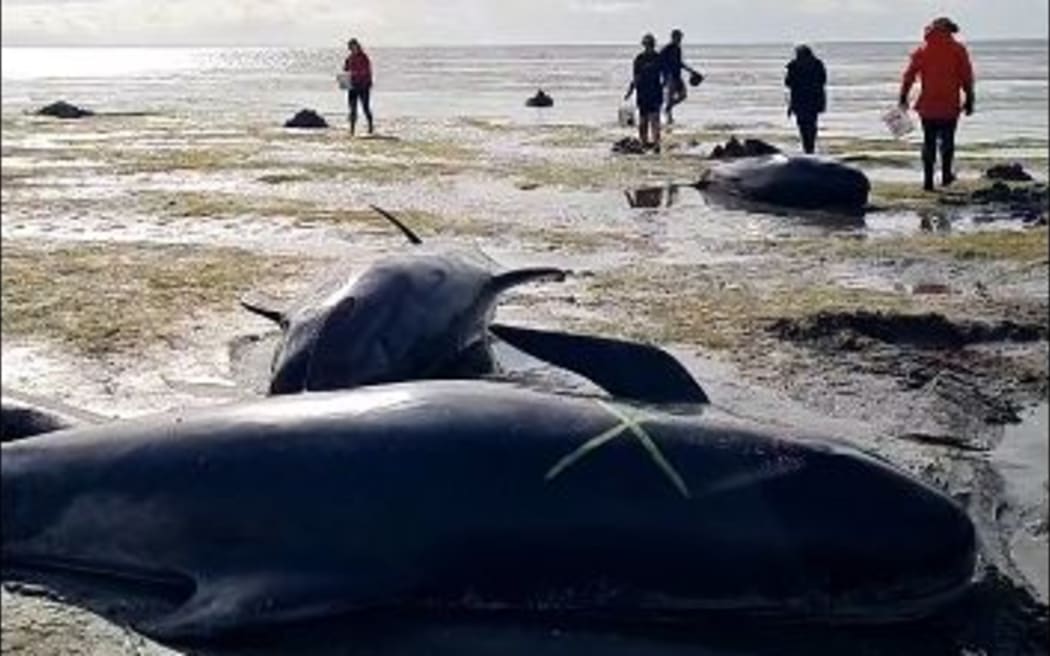 Whale stranding at Farewell Spit