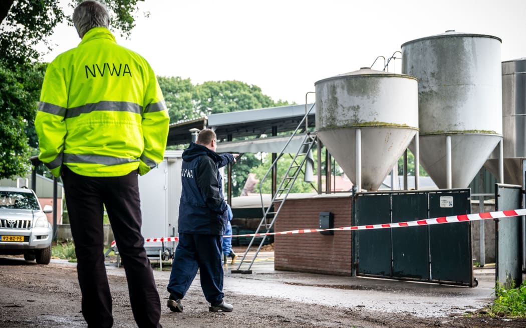 Minks on a farm are culled in Deurne on June 6, 2020, as the Netherlands orders a mass mink cull to stop the spread of the novel coronavirus, COVID-19, outbreak which has been linked to at least two human cases,