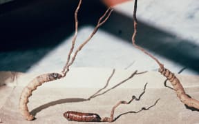 The Vegetable Caterpillar