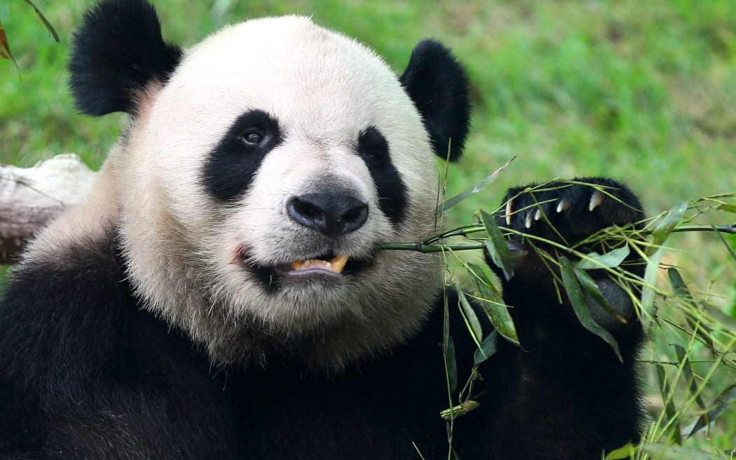 One of the two giant pandas China's central government sent as gifts to Macau eats bamboo at Seac Pai Van Park in Macau, China, 31 May 2015