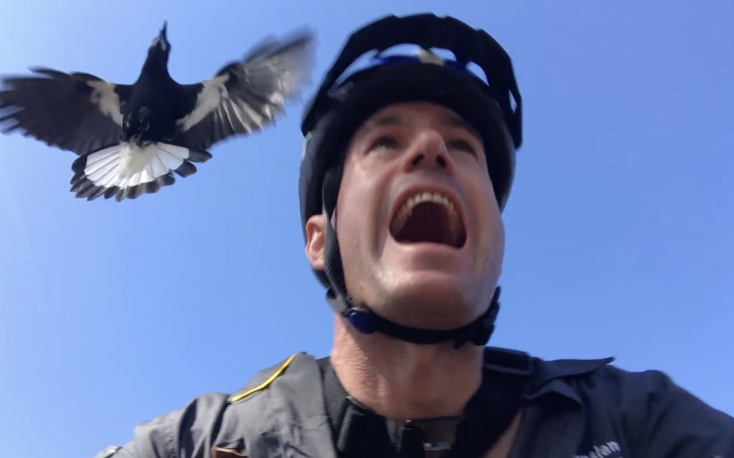 Transport and Main Roads Queenland staff experiment with magpie control methods.