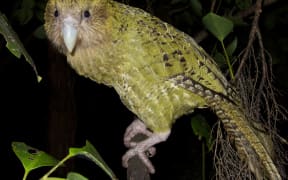 Adult female kākāpō Hakatere.