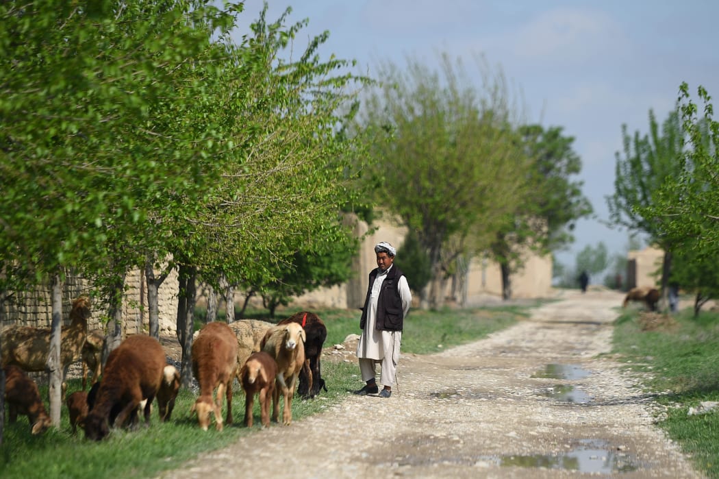 In this photo taken on March 30, 2019, an Afghan shepherd watches his livestock as they graze along the road in Mazar-i- Sharif.