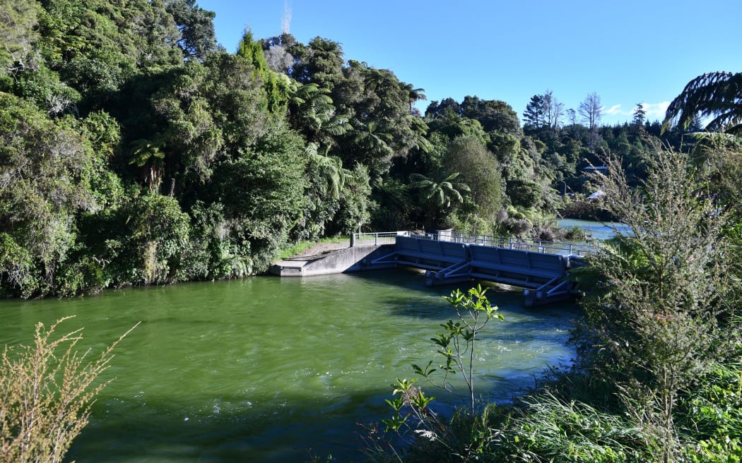 Water at the Okere Inlet at Lake Rotoiti was the colour of the trees surrounding it in March 2023. Photo / Laura Smith
