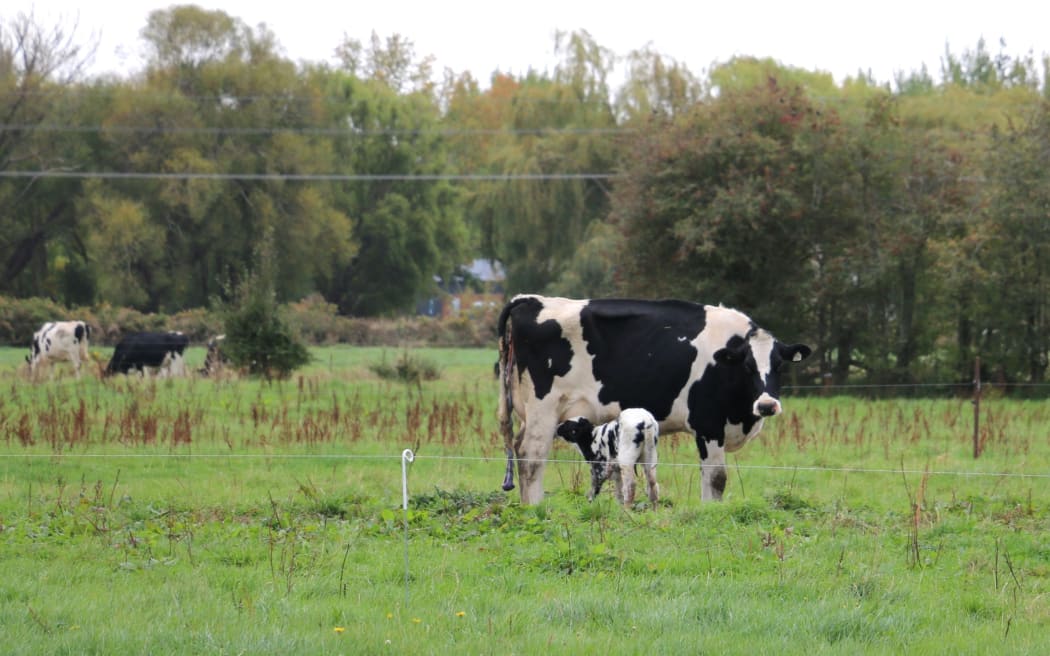 Sherraine Holsteins