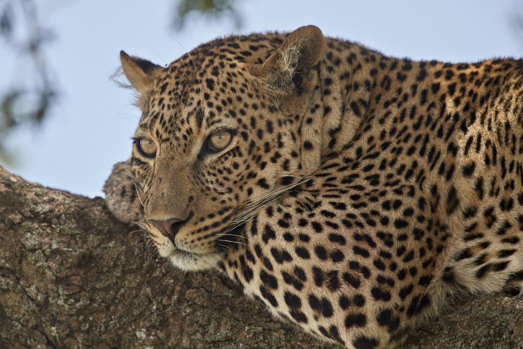 Leopard (Panthera pardus) relaxing in a tree, Serengeti National Park, Tanzania, East Africa, Africa (Photo by James Hager / Robert Harding Premium / robertharding via AFP)