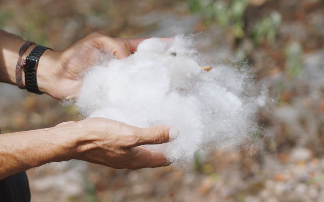 Pochote tree fibre, an ancient cotton like fibre which was used by the Zapotec indigenous communities in the pre-hispanic period