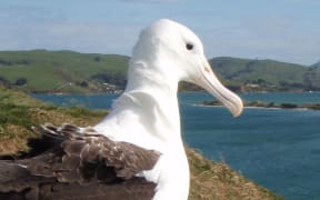 northern royal albatross