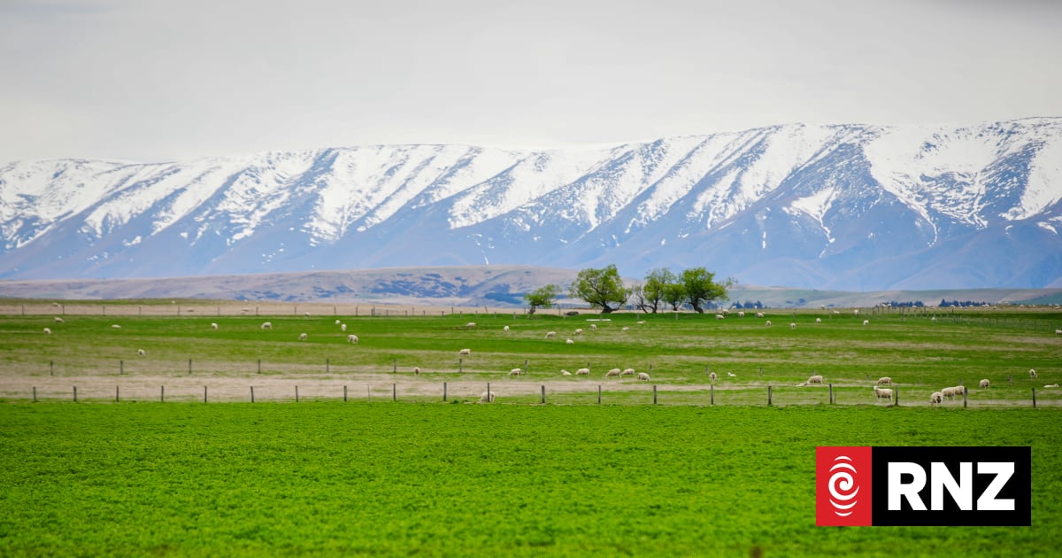 Backroads to the Beehive: More cows, less people and politics in Central Otago