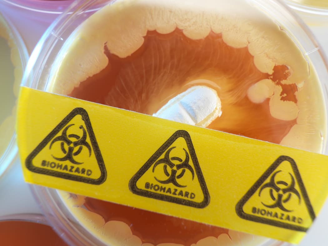 Antibiotic testing in a petri dish (file photo)