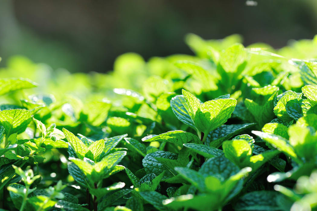 mint plant growing in garden.