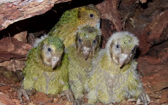 Female kākāpō Queenie with chicks Boomer-3-A-19, Alice-2-A-19 and Tumeke-2-A-19.