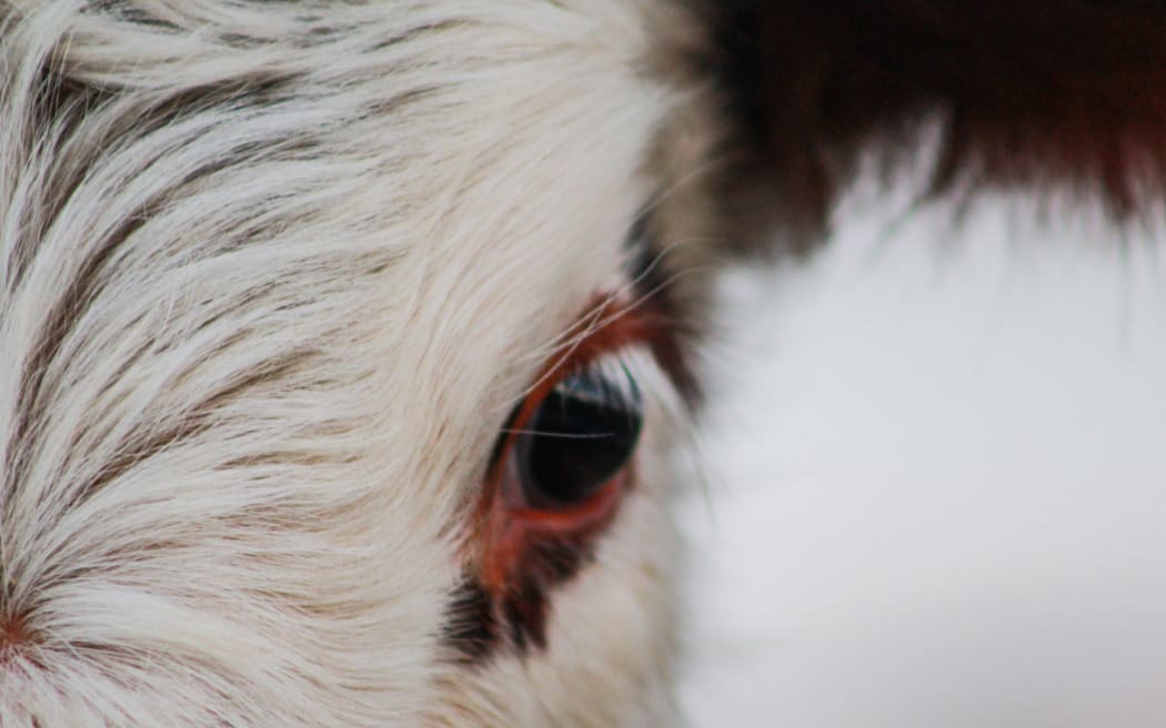 part of cow head, animal face looking into camera