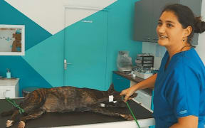 Female dog, Noiraude, undergoing sterilisation surgery at Mylène Vacher’s Paea clinic.