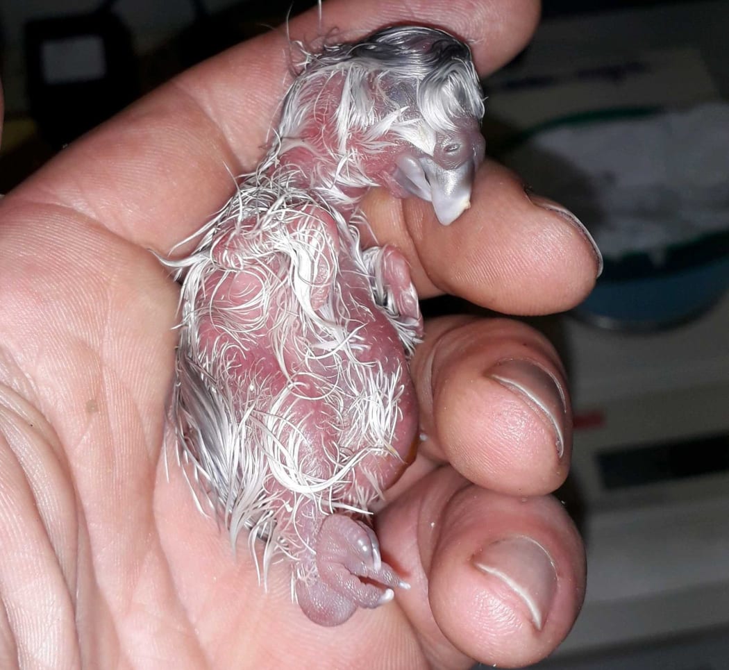 The first chick of the 2019 kākāpō breeding season hatched on the 30th of January. Its mum is Waikawa and its father is probably Horton.