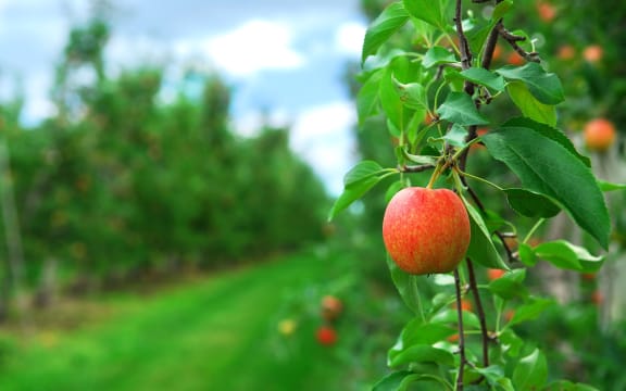 Apple trees in orchard.