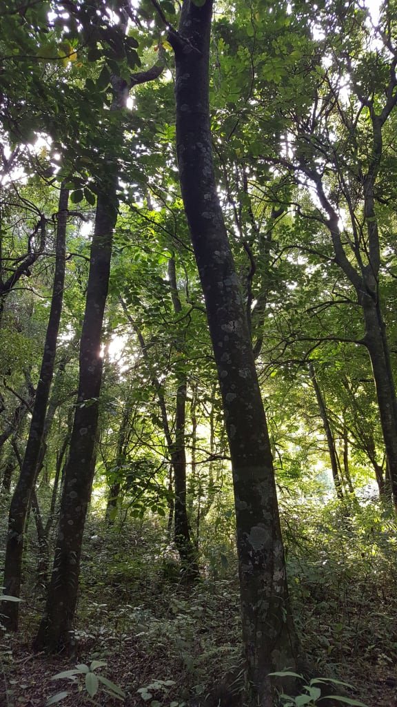 Longbush Reserve is a 10-hectare patch of native forest on the banks of the Waimata River near Gisborne.