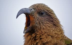 A close-up of a kea with its beak open