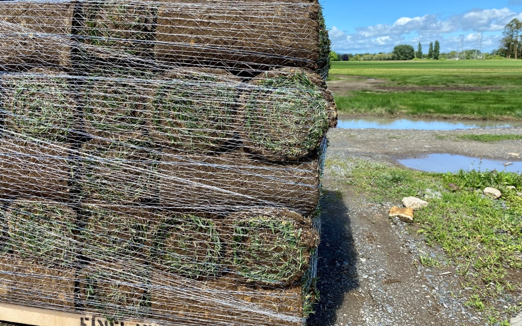 Grass is harvested into precut rolls stacked onto pallets ready for customers.