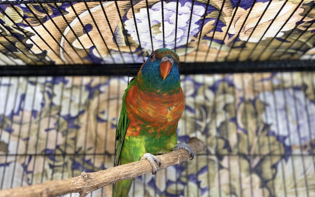 Gizzy the parrot in the care of Pet Refuge.
