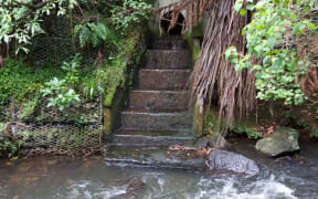 There are more than 280km of pipes in the New Plymouth District stormwater network.