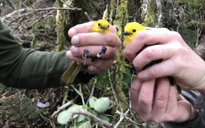 A close-up of two small, bright yellow birds being held in two people's hands, against a backdrop of a mossy tree trunk.