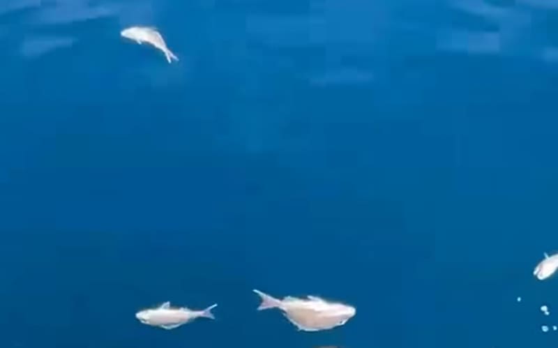 Fisheries NZ investigating report of illegal fish dumping | RNZ