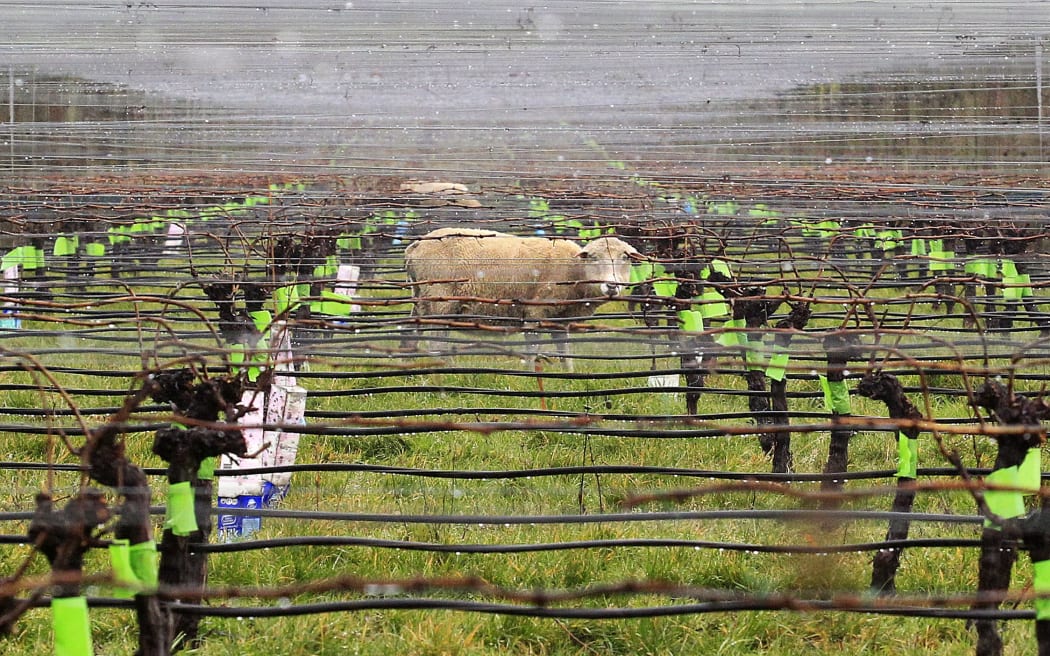 Sheep are being attacked by dogs in Marlborough’s vineyards. (File photo)