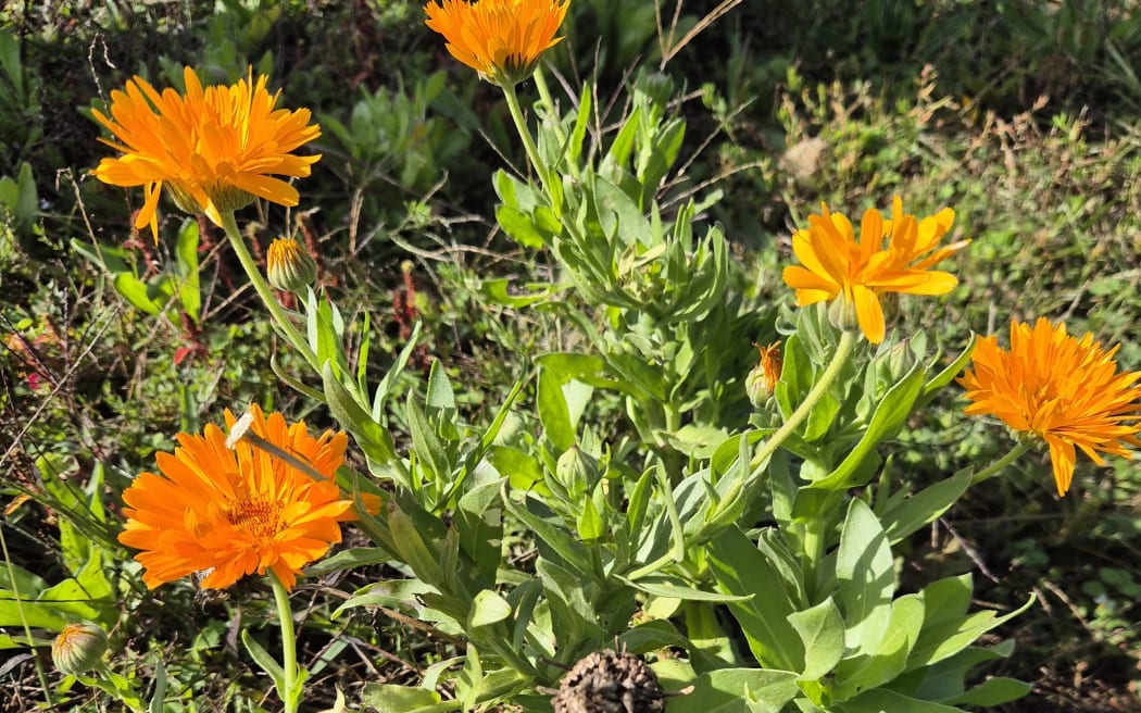 The calendula being grown as part of Venture Taranaki's branching out trial add a pop of colour to the field.