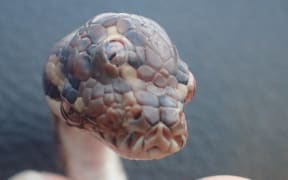 The tri-eyed critter was about three months old and 40cm-long when it was found by rangers.